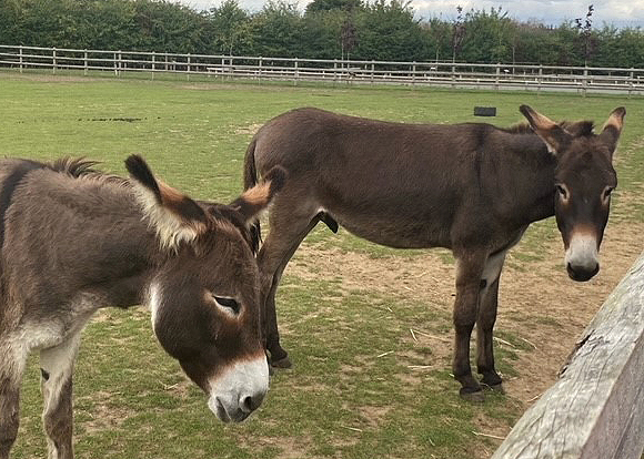 Business Womens Link