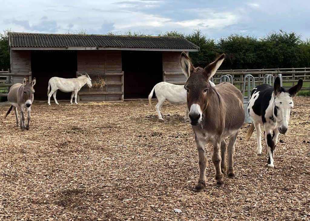 Business Womens Link